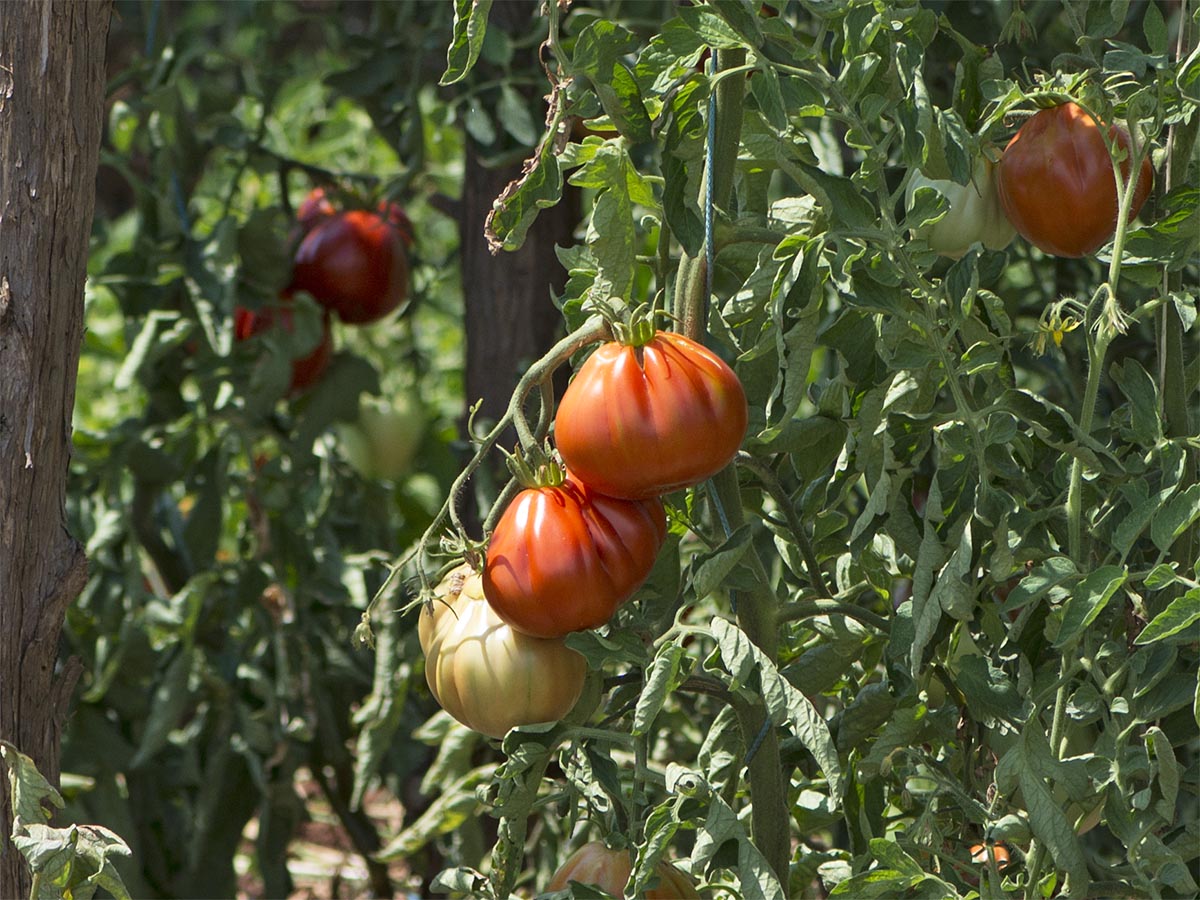 Solanum lycopersicum